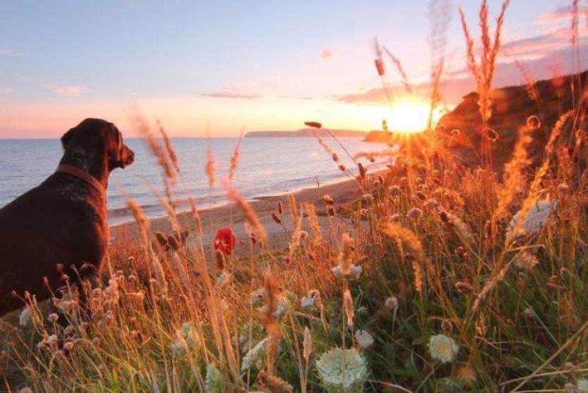 Dog friendly places to visit on the Isle of Wight
